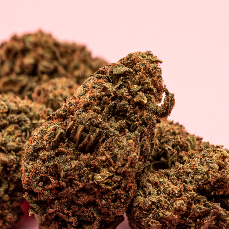 Zoom sur une fleur de CBD