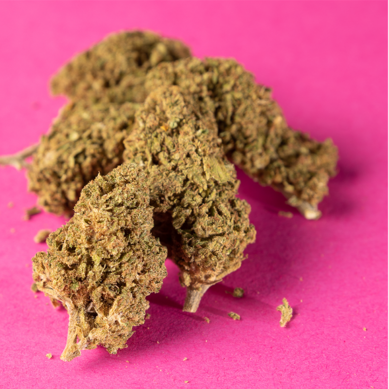 Fleurs de CBD sur fond rose