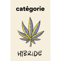 Catégorie Hybride CBD