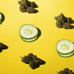 Fleurs de CBD et tranches de concombre sur une surface jaune