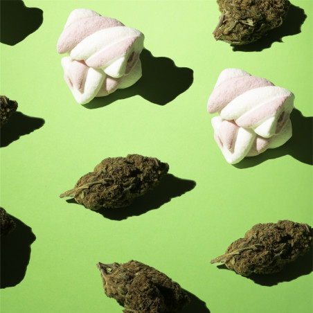Fleurs de CBD sur une surface verte et entourées de guimauves