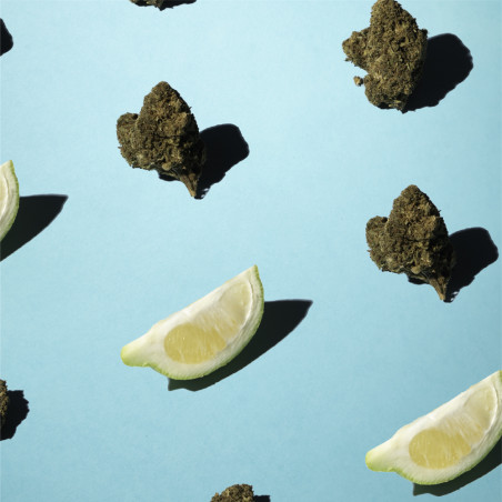 Fleurs de CBD posées sur une surface bleu clair et des citrons verts coupés