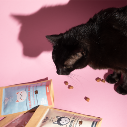 Chat noir face à des sachets de friandises au CBD sur fond rose