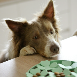 Chien face à une assiette remplie de friandises de CBD