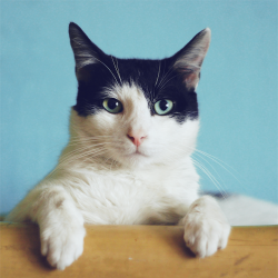 Gros plan sur chat noir et blanc