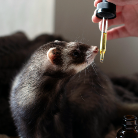 Furet face à une pipette d'huile de CBD