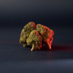 Fleurs de CBD sur fond noir