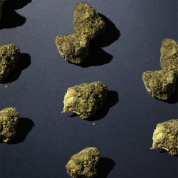 Plusieurs fleurs de CBD posées sur une surface noire