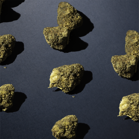 Plusieurs fleurs de CBD posées sur une surface noire