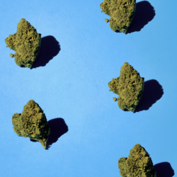 Plusieurs fleurs de CBD posées sur une surface bleue