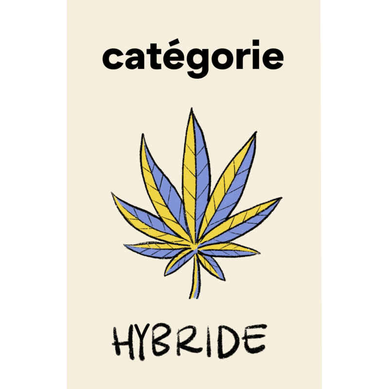 Catégorie Hybride CBD