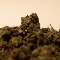 Zoom sur fleurs de CBD