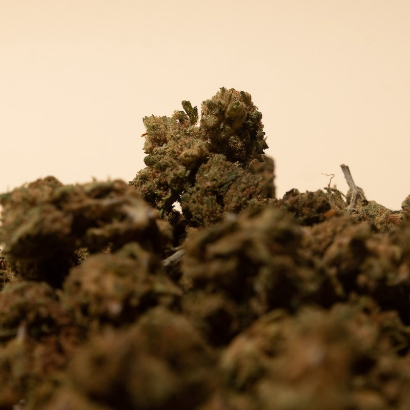 Zoom sur fleurs de CBD