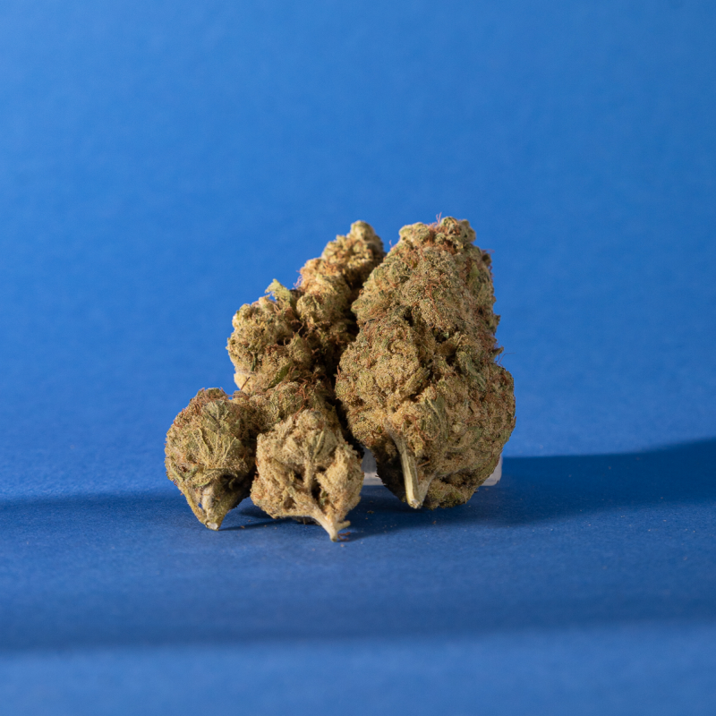 Fleurs de CBD sur fond bleu